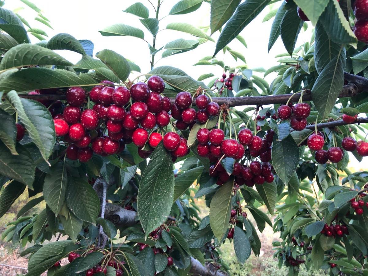 Finca La Foia El Pou Confrides Kültér fotó